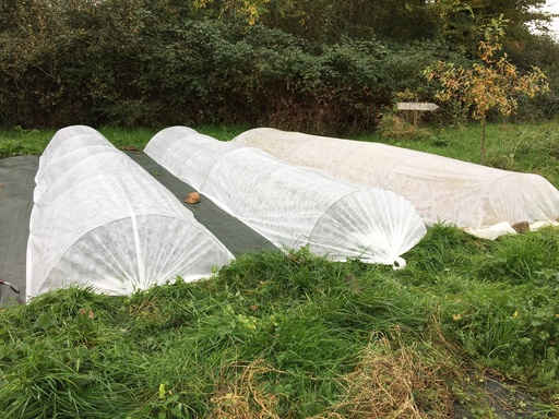 Achats de plants à la pépinière