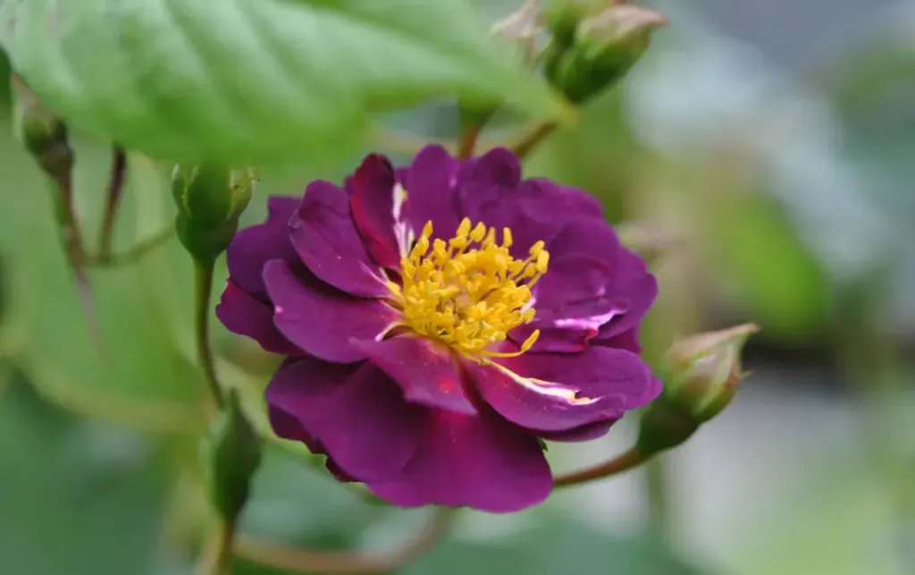 Rosier liane 'Violette'