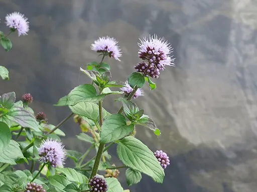 Menthe aquatique