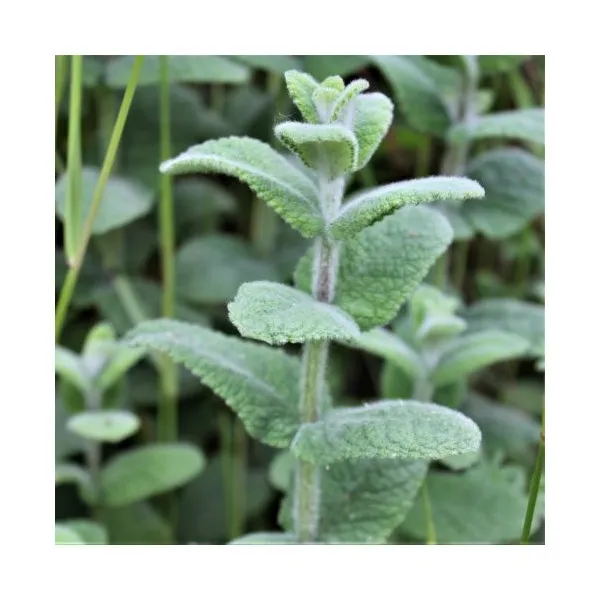Menthe des prés