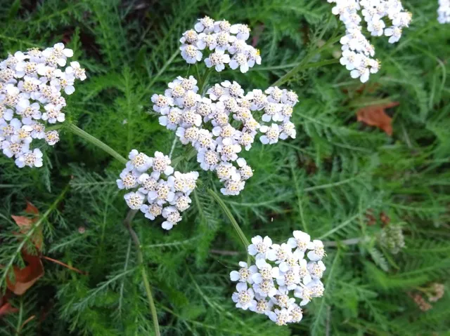 Achillée millefeuille