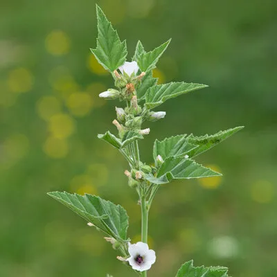 Guimauve