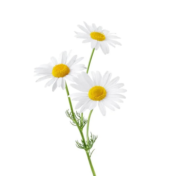 Camomille allemande