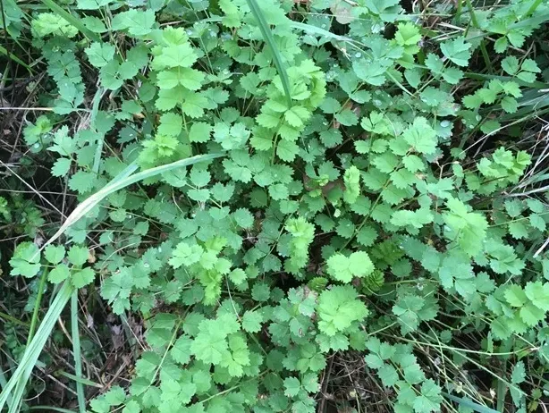 Petite primprenelle