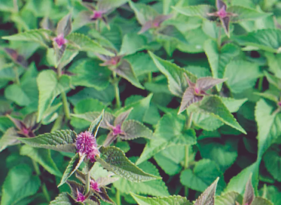Agastache fenouil