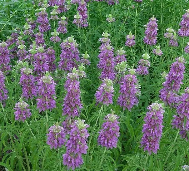 Monarde citron