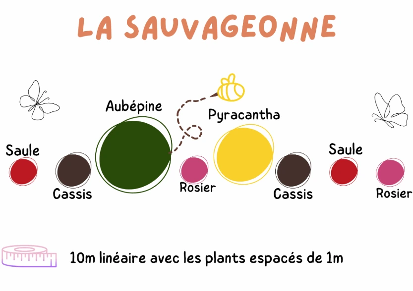 Kit de haie "La Sauvageonne"