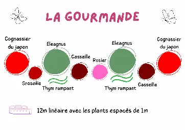 Kit de haie "La Gourmande"