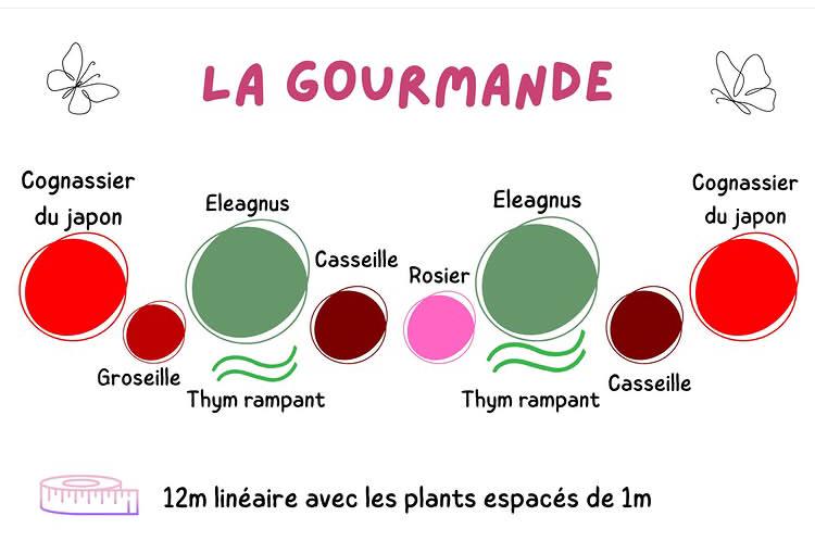 Kit de haie "La Gourmande"
