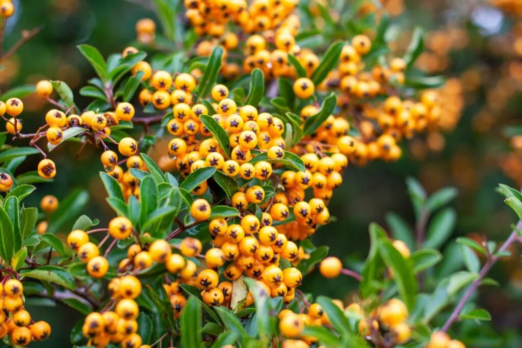 Le Pyracantha